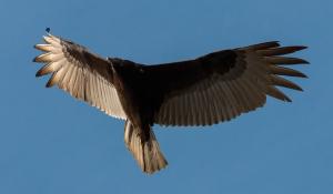 a vulture in flight