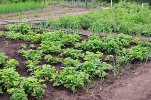 a vegetable garden