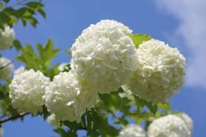 white flowers against a blue sky