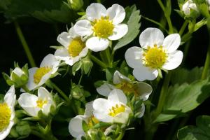 strawberry blossoms