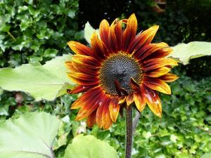 a red and yellow sunflower partly opened