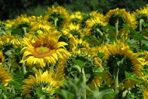 sunflowers