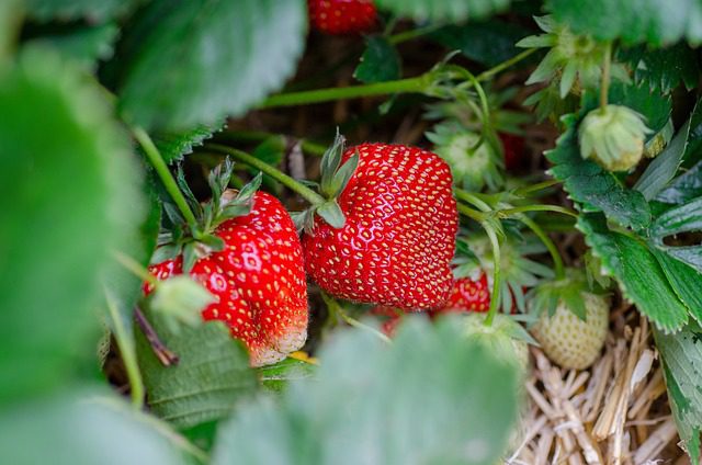 In the Strawberry Time - Vimarsana News