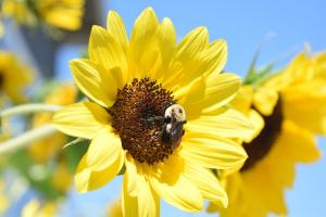 a sunflower with a bee