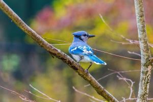 a bluejay in a tree