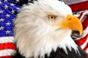 A bald eagle with ruffled feathers in front of an American Flag