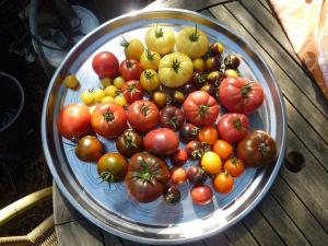 a platter of different sizes and colors of tomato