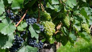 grapes in a vineyard