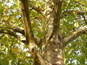 a sycamore tree with green and yellow leaves