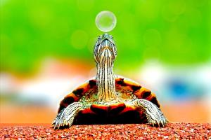 a turtle touching a soap bubble with its nose