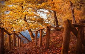a log fence in a forest in Autumn, with water in the distance