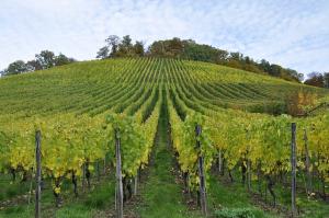 a grape vineyard