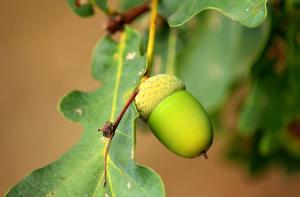 an oak leaf and acorn