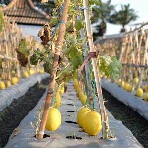 melons growing on a trellis