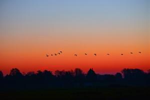 A red sky at sunrise with a flock of geese flying by