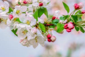 crabapple blossoms