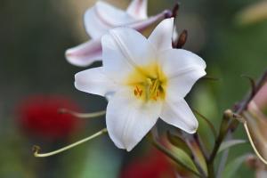 a white lily, the symbol of Saint Joseph