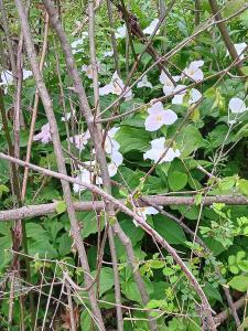 A thicket of blackberry bushes in front of a large number of white trilliums at Jefferson Lake State Park
