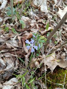 a periwinkle growing on the forest floor