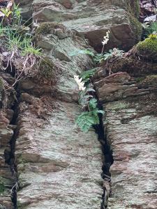 a white wildflower known as Dutchman's Breeches, growing out of the side of a shale cliff.