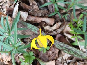 an unknown variety of yellow wildflower growing on the forest floor