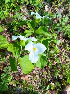several trilliums growing on a green stalk at Jefferson Lake State Park