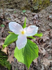 A single trillium, white with faint pink streaks, blooming against green leaves on the forest floor at Jefferson Lake State Park. 
