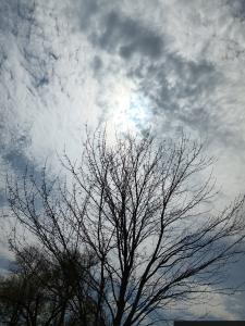 a tree with no leaves and another tree with spring buds, black against a blue and white sky, with the sun half obscured by a solar eclipse behind it