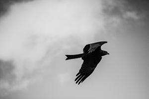 a crow in flight