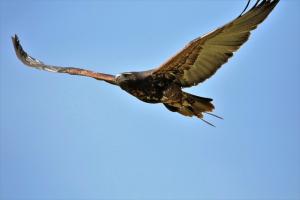 a desert buzzard flying against a blue sky