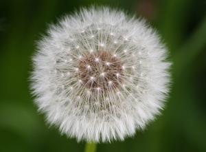 a white dandelion in closeup