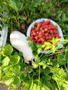 a guinea pig in the strawberry patch next to a bowl of strawberries