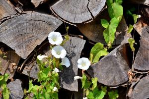 bindweed growing all over old rotten logs