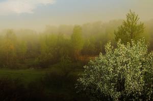 a misty apple orchard in May, at dawn, with the apple blossoms opening