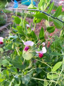 purple and white pea blossoms from my garden