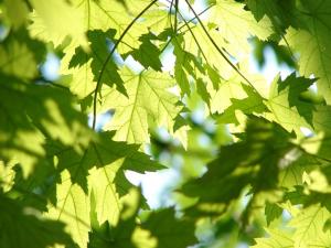 green maple leaves with sun filtering through them, under glimpses of blue sky