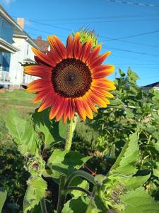 an orange ombre Autumn Beauty sunflower, facing east