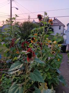 my backyard sunflowers in red, yellow, and orange