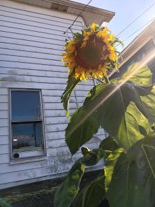 a bright yellow sunflower about eight feet tall, by the side of my house