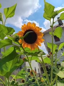 a bright yellow sunflower with a dark center, with other sunflowers visible behind