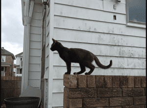 A black cat, standing on a cinder block wall, silhouetted  against a white siding wall