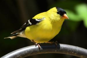 a goldfinch sitting on a wire