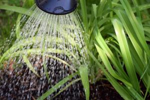 a stream of water falling on garden soil