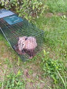 the possum refusing to leave the cage