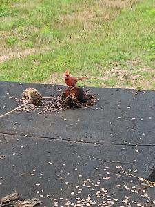 a red male cardinal on top of a dried out sunflower head