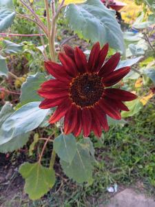 a dark red sunflower in the author's garden