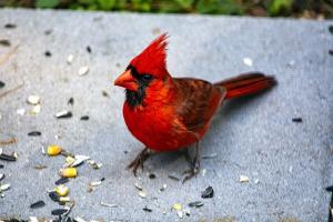 A red male cardinal on a windowsill, with birdseed