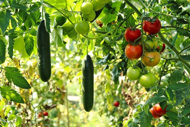 cucumbers and tomatoes growing on vines in the sun