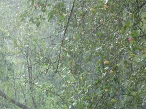 rain pouring onto apple trees