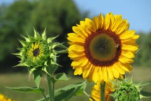 one blooming sunflower and one sunflower bud, looking a little like eyes